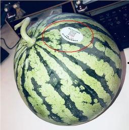 可以吃瓜的网红,揭秘网红们的美食盛宴 第3张 可以吃瓜的网红,揭秘网红们的美食盛宴 第3张