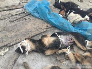 西安狗狗爆料事件视频,视频揭露惊人真相,网友热议不断 第2张 西安狗狗爆料事件视频,视频揭露惊人真相,网友热议不断 第2张
