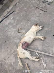 西安狗狗爆料事件视频,视频揭露惊人真相,网友热议不断 第3张 西安狗狗爆料事件视频,视频揭露惊人真相,网友热议不断 第3张