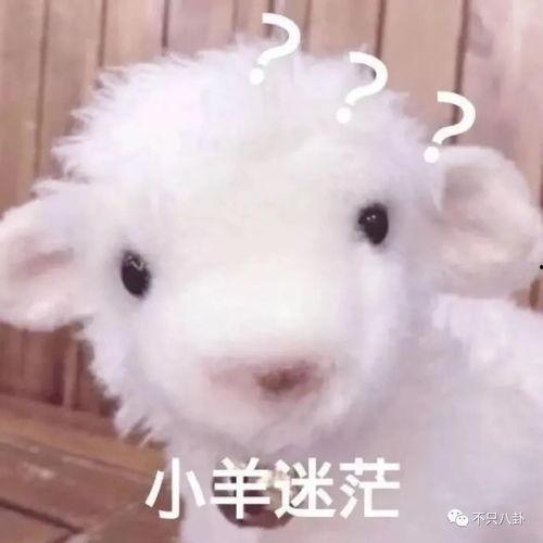 宇哥爆料小羊的视频播放,小羊视频播放背后的惊人数据与现象