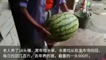 吃瓜的视频去哪里看啊免费,免费观看热门吃瓜内容的五大平台 第2张 吃瓜的视频去哪里看啊免费,免费观看热门吃瓜内容的五大平台 第2张