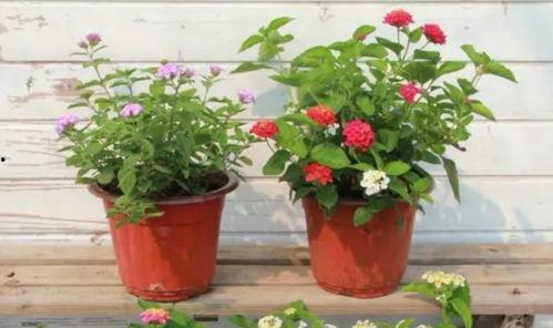 重庆李女士最新爆料视频,揭秘惊人内幕！  第3张