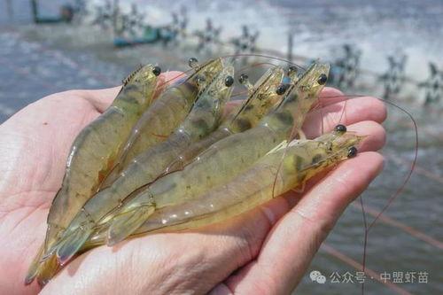 养殖对虾爆料视频大全下载,爆料视频大全深度解析 第2张 养殖对虾爆料视频大全下载,爆料视频大全深度解析 第2张