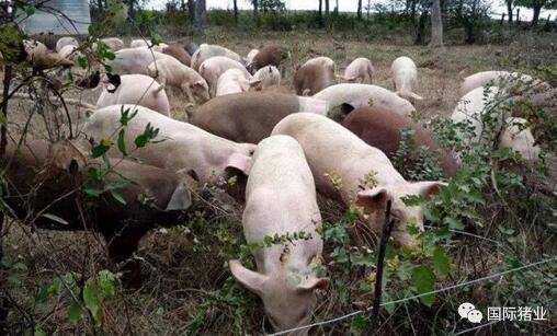 印尼猪瘟最新爆料,最新爆料揭示严峻形势  第2张