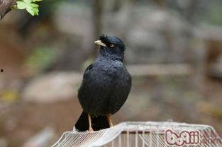 搞笑八哥爆料视频下载,笑料百出，笑翻你的周末时光