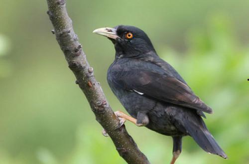 搞笑八哥爆料视频下载,笑料百出，笑翻你的周末时光  第2张