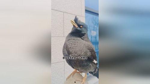 搞笑八哥爆料视频下载,笑料百出，笑翻你的周末时光  第3张