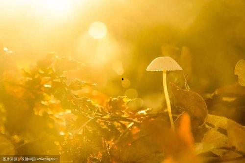 秋天妈妈最新爆料文案,最新爆料背后的温馨故事  第2张