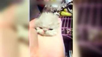 呆妹娱乐吃瓜视频大全,盘点全网最热吃瓜视频大全  第3张