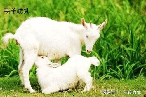 网红吃瓜小羊晴天,揭秘娱乐圈吃瓜背后的故事