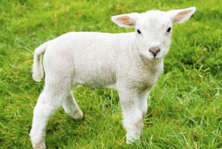 网红吃瓜小羊晴天,揭秘娱乐圈吃瓜背后的故事  第3张