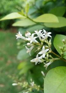 10月份最新植物爆料,10月植物新宠盘点  第2张