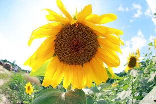 向日葵 在线观看,追寻阳光的温暖之旅