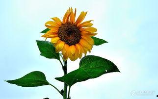 向日葵 在线观看,追寻阳光的温暖之旅  第2张