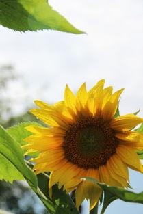 向日葵 在线观看,追寻阳光的温暖之旅  第3张